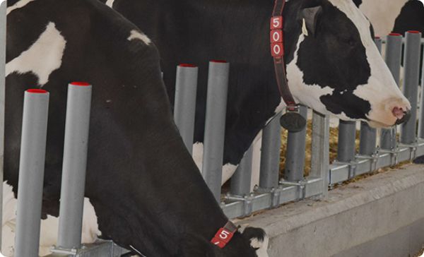 GREYstall Manager Front allows dairy cows to feed like they were grazing in a pasture