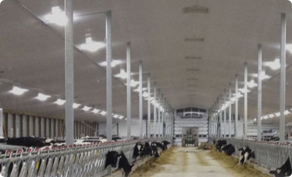 Helio LED barn lighting works in the most extreme environments, while saving money